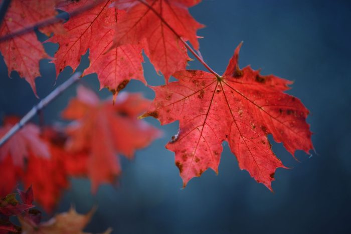 Autumn experience in Gauja National park Latvia