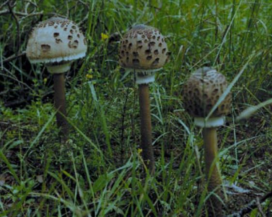 Biodiversity in Gauja National park