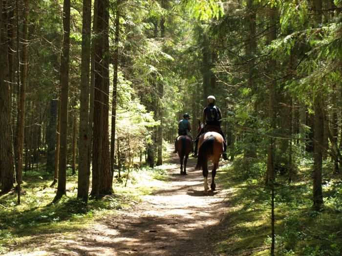Riding trail in the forest