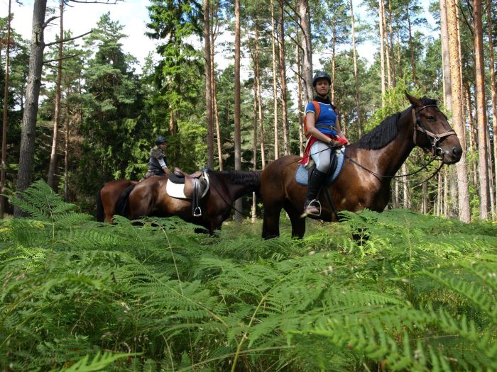 Riders in the ferns
