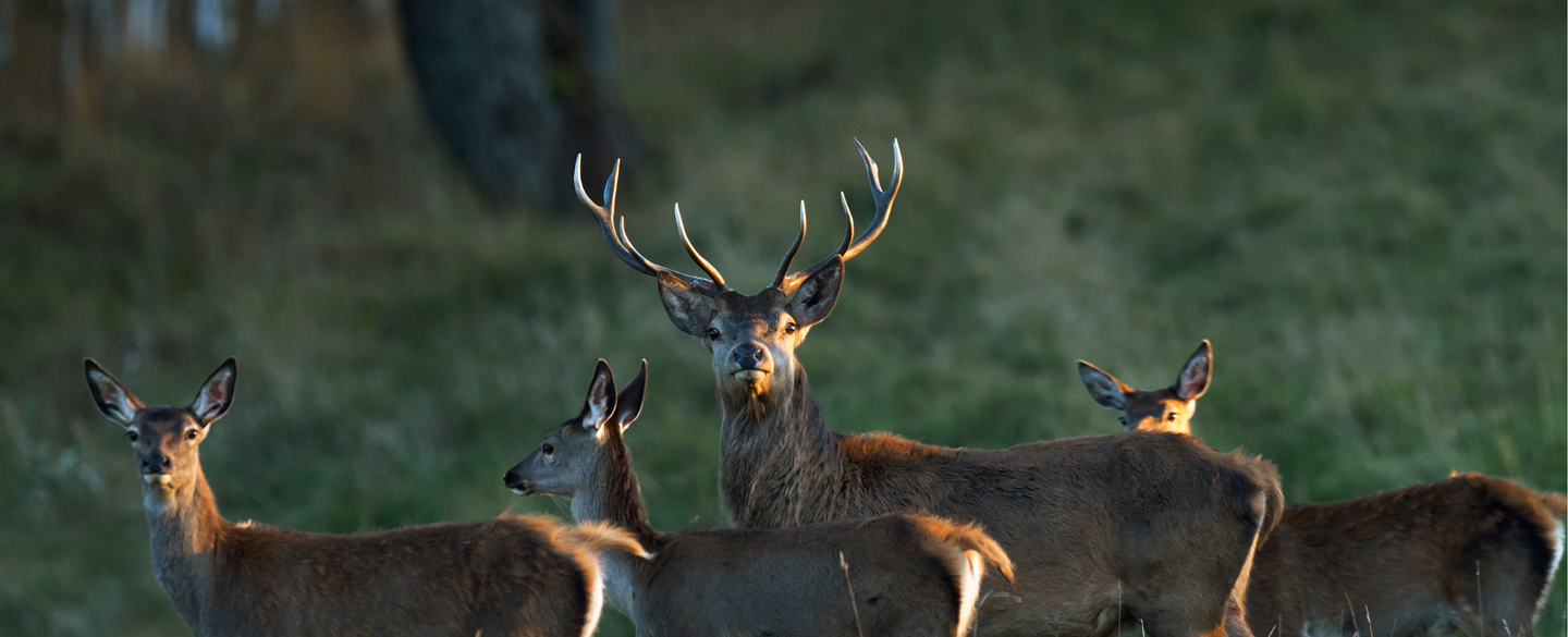 Meet the wildlife of 
our National park in